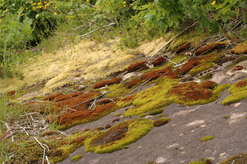 Bryum muehlenbeckii